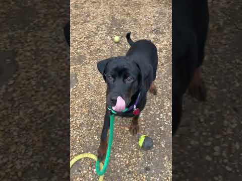Beauty, an adoptable Rottweiler Mix in Perkasie, PA_image-1