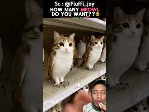 Ini kucing atau burung hantu❗️