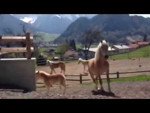 Haflingerzucht Ottenhof