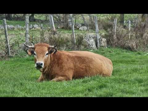 image : Carte postale : L'Aubrac