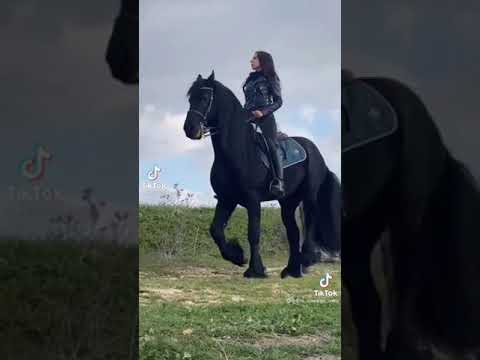 O fantástico cavalo frisio⚡