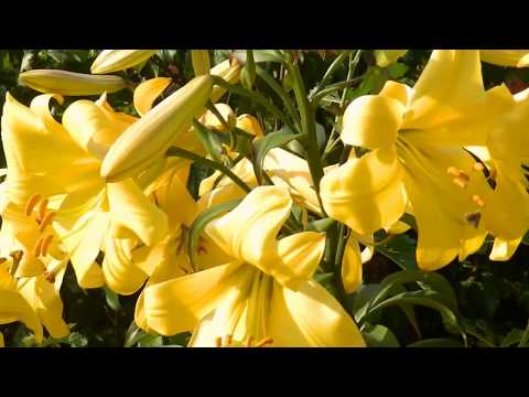 golden splendor trumpet lilies 2017
