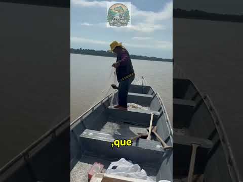 Pescaria de malhadeira em Alvarães  #amazonas #viral #discovery #pesca #pescaria