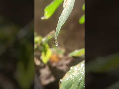 slowmotion beauty #shorts #photography #nature