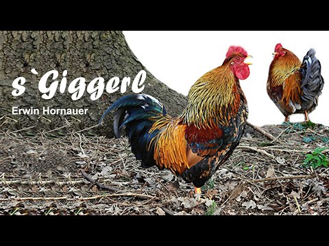 s`Giggerl - Erwin Hornauer