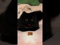 Amazing Facts About Black Cats
