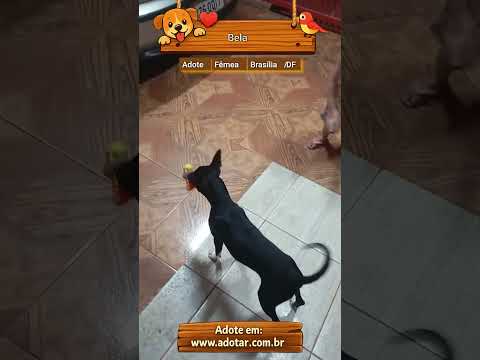 Vídeo de Bela