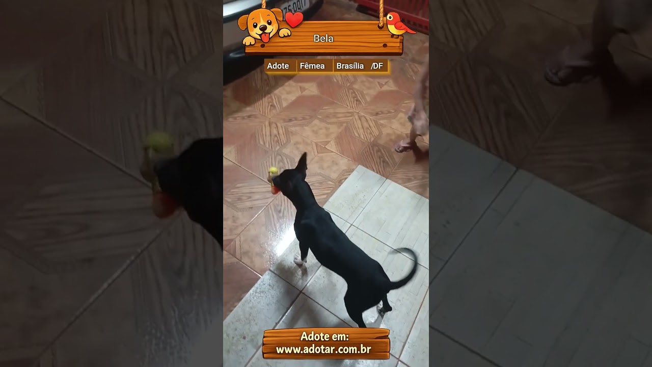 Cachorro raça SRD-ViraLata idade 7 a 11 meses nome Bela