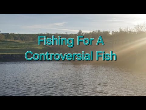 Fishing For A Controversial Fish.