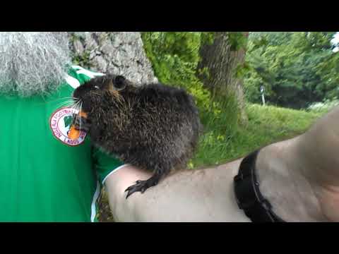 58 "Kevin und Zorro - das coolste Nutriababy der Welt!" Nutria an der Ruhr