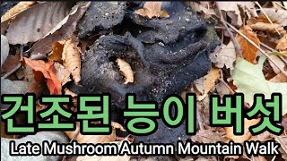 늦은가을 건조된 능이버섯은 어떤 모습일까? Late Mushroom Autumn Mountain Walk.
