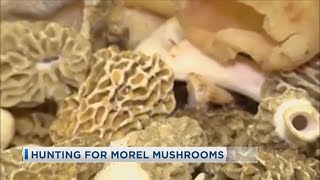 Hunting For Morel Mushrooms