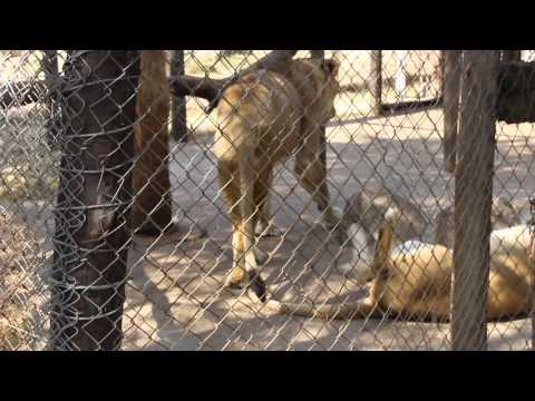 My beautiful Bulawayo (9)