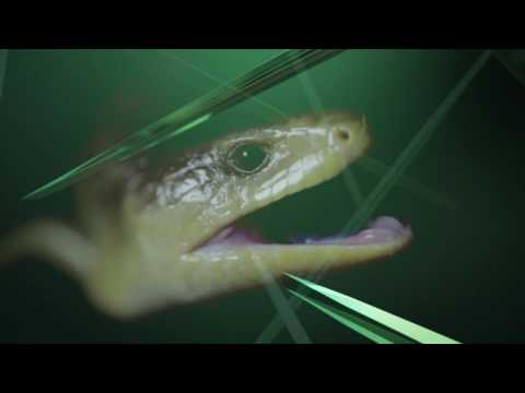 Showtek vs Technoboy & Tuneboy - Mellow