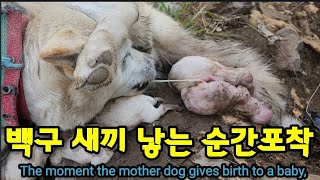 강아지 태어나는 순간포착! The moment the mother dog gives birth to a ba…