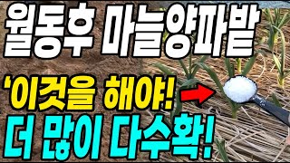 겨울끝나고 마늘양파밭 이것만 하면 2배 더 수확! 마늘양파 농사대박!