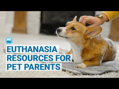 When Is the Right Time to Euthanize Your Pet?