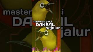 Download lagu Masteran Pleci Sejalur Untuk Dakbal Dan Dakun Banyuwangi mp3