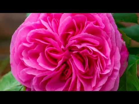 STRAWBS 1970  "CANON DALE" Recorded for TOP GEAR BBC 1 RICK WAKEMAN Organ & HUDSON (Sitar & things)