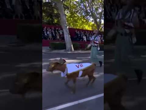 Babieca, el chivo de la Legión que debuta en el desfile del 12 de octubre #shorts
