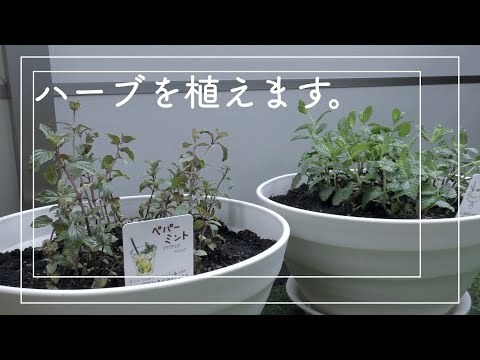 バルコニーの芳香植物 - 自宅でハーブを育てる方法は？  庭園