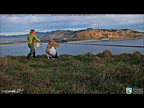 Royal Cam Albatross ~ Don't Put Me In THAT Basket! Rangers Weight Check ~ Pippa Has Attitude 6.16.20
