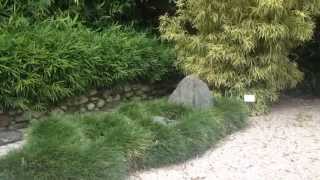 Gardening with Bamboo For Beauty and Serenity