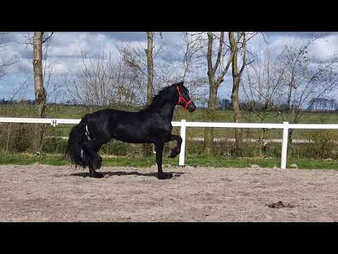 Stal Okkema's Hartog - Gerben x Beart - stallion - 2018