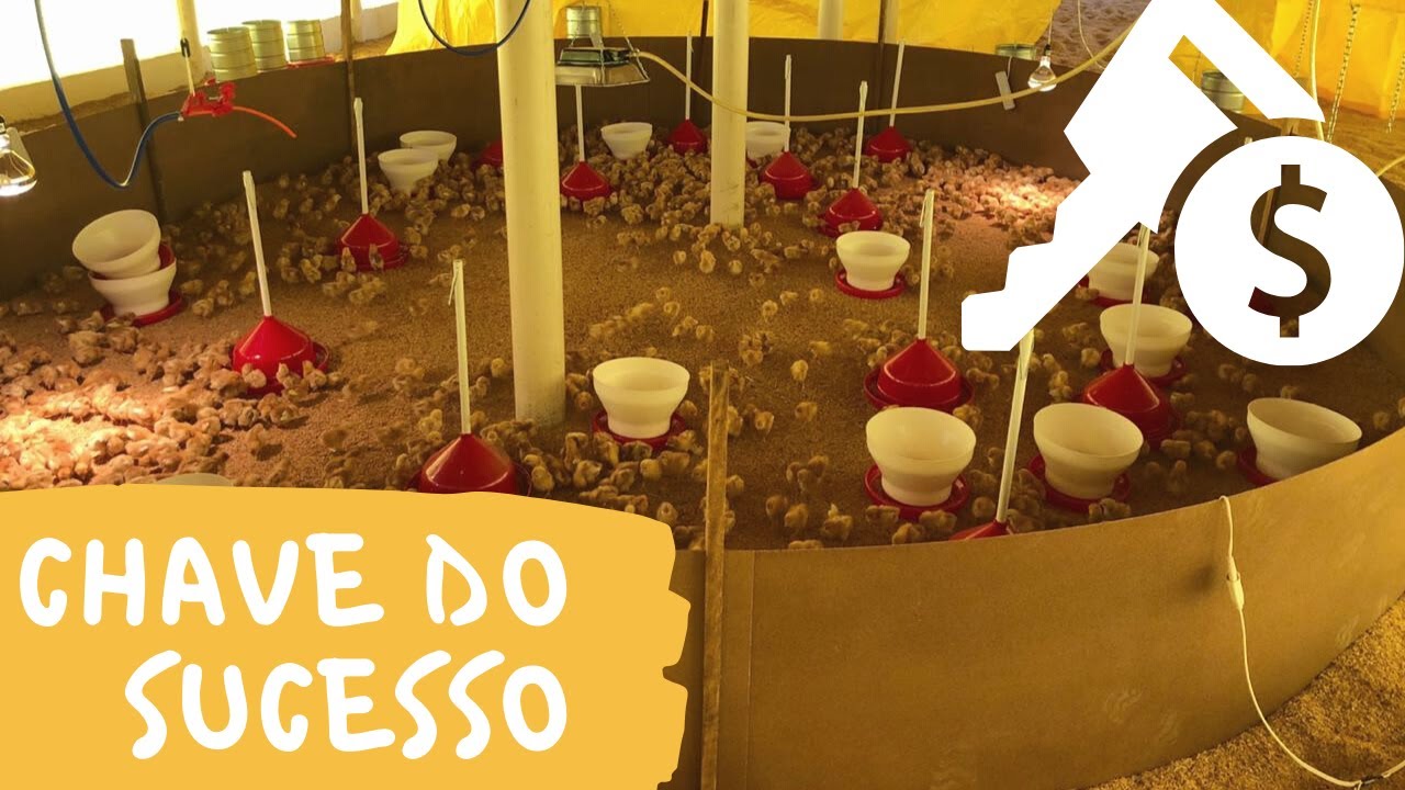 FASE INICIAL: o SEGREDO do SUCESSO