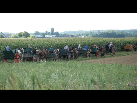9 draft horse teams take a three-day walk in a beautiful region