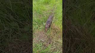 Download lagu Visiting my WILD PACK RAT friend at it's home mp3