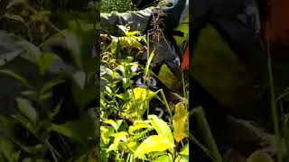 Download lagu STORY WA TERBARU 2020 || STORY WA 30 DETIK || STORY WA KEREN || TRABAS HUTAN DAN LUMPUR mp3