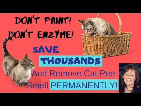 How to Eliminate Cat Urine Smell Permanently and Never Use Paint Again!