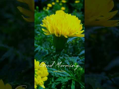 Good Morning Status | #techclinic | #chiranjiv #shorts #trainding #nature