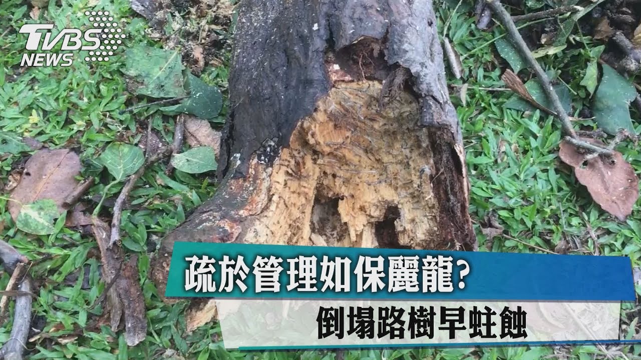疏於管理如保麗龍？　倒塌路樹早蛀蝕
