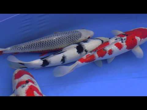 60th Nagaoka Koi Show 2013 - Pools 43 to 49