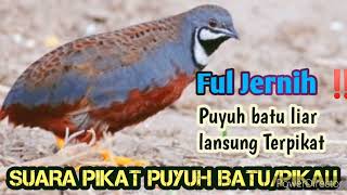 Download lagu Suara Pikat Puyuh Viral ‼️|| MP3 pikat puyuh batu || Pipikau mp3