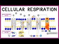 Cellular Respiration Glycolysis Krebs Cycle The Electron Transport Chain