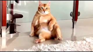 Приколы с животными