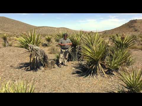 download lagu mp3 mp4 Yucca Tree, download lagu Yucca Tree gratis, unduh video klip Yucca Tree