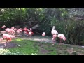 LA Zoo Flamingos