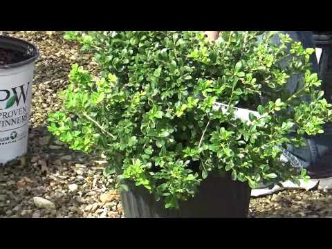 Let's take a look today at some different kinds of holly.