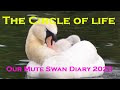 Nature Documentary Our Mute Swan Diary Of 2023