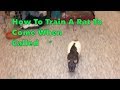 How To Train A Rat To Come When Called - Audio Tutorial