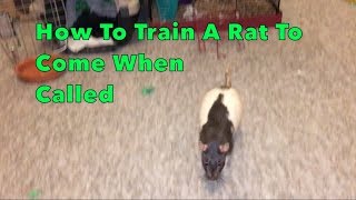 How To Train A Rat To Come When Called - Audio Tutorial