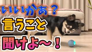 犬、上下関係を教える。 #犬との暮らし #チワワ #chihuahua #dog #癒し