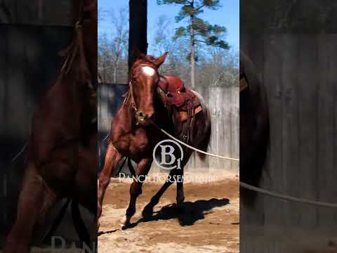 Remember Kimmylou?  #b1 #horse #b1horsemanship