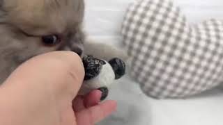 ハーフ犬の動画01