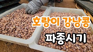 이게 호랑이 강낭콩 모종 만들기