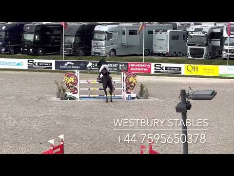 Djoko Z- 2016 Stallion (Dominator Z X Darco)